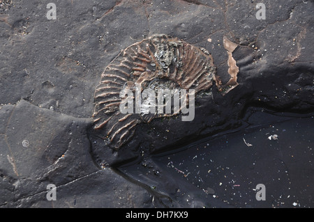 L'ammonite dans le rock à Kimmeridge Dorset UK Banque D'Images