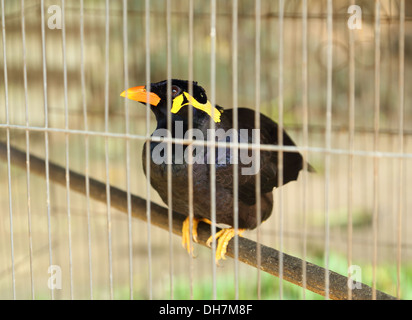 Oiseaux communs Myna (Acridotheres tristis) dans une cage Banque D'Images