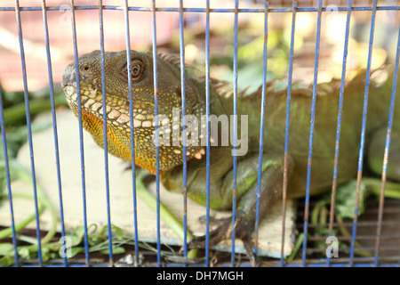 Iguane vert (Iquana Iquana) dans la cage Banque D'Images