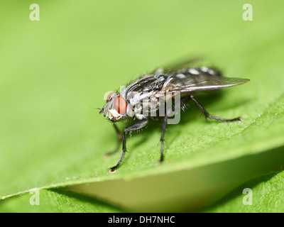 Close up de mouche à viande. Banque D'Images