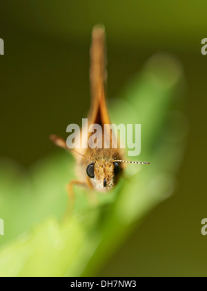 Grand Skipper butterfly close up. Banque D'Images