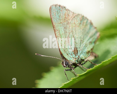 Papillon Porte-queue vert perché sur feuille. Banque D'Images