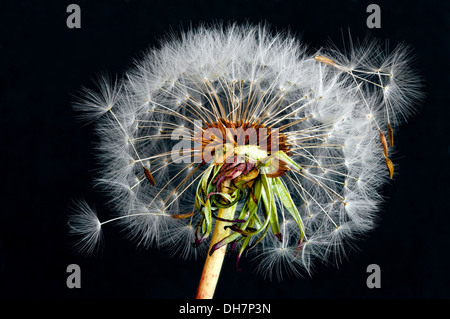 Pissenlit Taraxacum officinale graines courantes en Amérique du Nord Banque D'Images