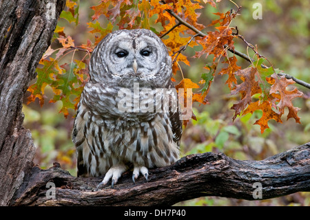 La Chouette rayée (Strix varia) à l'automne E USA Banque D'Images