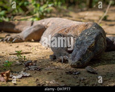 Dragon de Komodo sauvage dans son habitat naturel de l'île de Komodo, à l'Est de Nusa Tenggara, en Indonésie. Banque D'Images