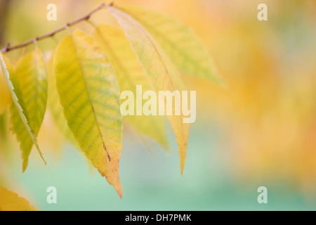 Belles teintes d'automne de l'arbre de Zelkova serrata Jane Ann Butler keyaki Photographie JABP1013 Banque D'Images