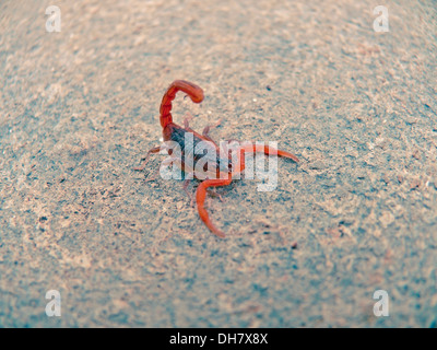 Death Stalker scorpion, Leiurus, Quinquestraitus Kokan, Ratnagiri, Maharashtra, Inde Banque D'Images