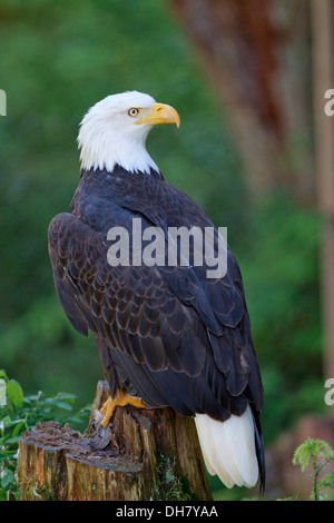 Aigle à tête blanche Banque D'Images