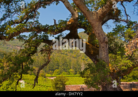 California Live Oak tree cottage à côté de la London, Jack London State Historic Park, Glen Ellen, Californie Banque D'Images