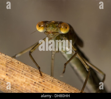 Lestes dryas demoiselle nymphe larve émeraude rares sous l'eau. Pris dans un aquarium photographique et renvoyés dans la nature unharm Banque D'Images