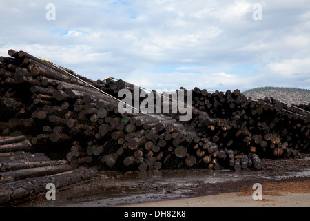 Log pile en scierie dans le Nord de la Californie, 2013. Banque D'Images