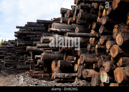 Log pile en scierie dans le Nord de la Californie, 2013. Banque D'Images