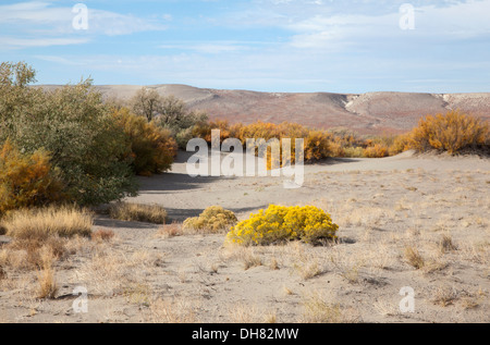 L'Bruneau Sand Dunes State Park, New York, 2013 Banque D'Images