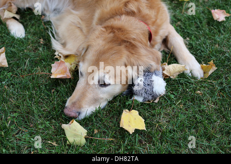 Un vieux chien Golden Retriever grisonnants, reposant sur une pelouse avec un jouet. Banque D'Images