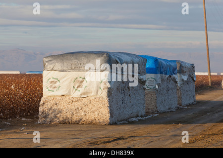 Module de coton - California USA Banque D'Images