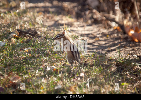 Un mignon le tamia mineur (Tamias minimus) ressemble pour l'alimentation à l'automne avant l'hibernation. Edmonton, Alberta, Canada. Banque D'Images