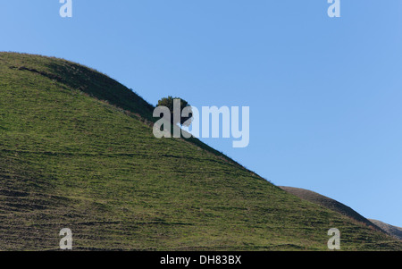 Un arbre isolé sur une colline raide pente Banque D'Images