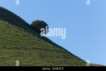 Un arbre isolé sur une colline raide pente Banque D'Images