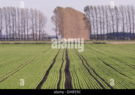 Sur Feltwell ancre, au sud-weest Fenland Norfolk. Banque D'Images