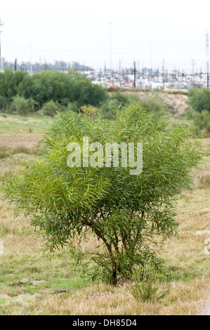 Acacia saligna, un petit arbre originaire de l'Australie, est devenu une espèce envahissante à Cape Town Afrique du Sud Banque D'Images