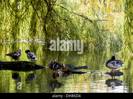 Les canards colverts en appui sur un tronc d'arbre dans le parc de la ville et ils se reflètent dans l'eau. Banque D'Images