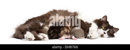 Vue latérale d'un British Longhair de mensonge, de nourrir ses chatons, against white background Banque D'Images