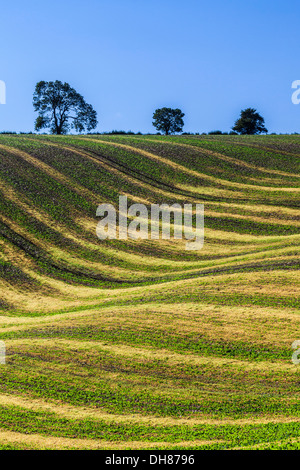 Une simple image d'un des modèles créés par les jeunes cultures et sillons dans un champ labouré dans le Wiltshire, Royaume-Uni. Banque D'Images