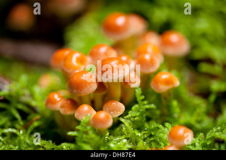 Groupe de faire revenir les champignons en forêt automne macro closeup de plein air Banque D'Images