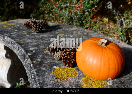 Petite citrouille mûre et de pins sur un banc en pierre avec selective focus Banque D'Images