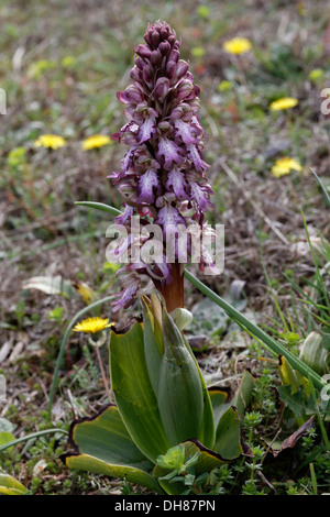 Himantoglossum robertianum Barlia robertiana, autrefois, au sud de la France Banque D'Images