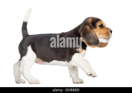 Vue latérale d'un chiot Beagle walking against white background Banque D'Images