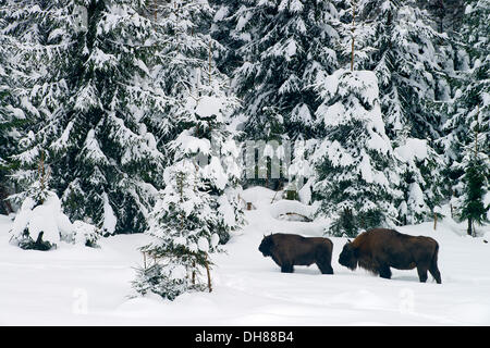 Les bisons d'Europe (Bison bonasus), animal enclosure, Bavarian Forest National Park, Bavière, Allemagne Banque D'Images