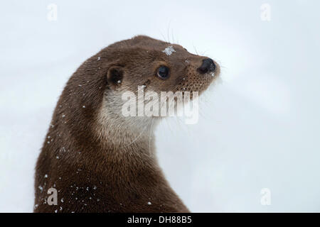 Eurasian loutre (Lutra lutra), animal enclosure, Bavarian Forest National Park, Bavière, Allemagne Banque D'Images