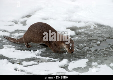 Eurasian loutre (Lutra lutra), animal enclosure, Bavarian Forest National Park, Bavière, Allemagne Banque D'Images