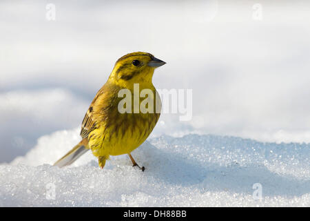 Yellowhammer (Emberiza citrinella) dans la neige, Terfens, Tyrol, Autriche Banque D'Images