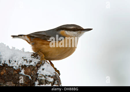 Sittelle Torchepot (Sitta europaea), Terfens, District de Schwaz, Tyrol du Nord, Tirol, Autriche Banque D'Images