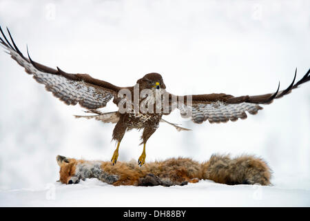 Buse variable (Buteo buteo), décollant de la carcasse d'un renard roux (Vulpes vulpes) couché dans la neige, Terfens Terfens, Banque D'Images