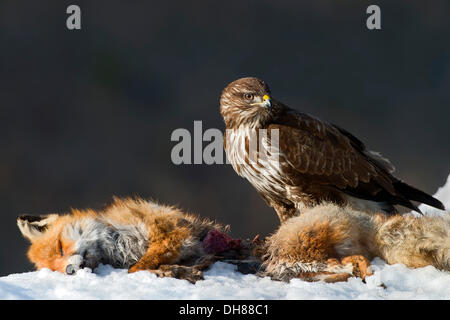 Tête de buse variable (Buteo buteo Photo Stock - Alamy