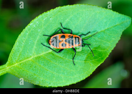 Firebug (Pyrrhocoris apterus), Perchtoldsdorfer Heide, Pegasus, Basse Autriche, Autriche Banque D'Images