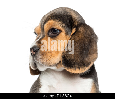 Close-up d'un chiot Beagle against white background Banque D'Images