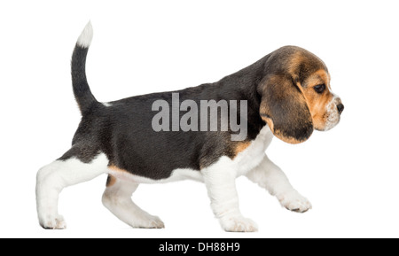 Vue latérale d'un chiot Beagle walking against white background Banque D'Images