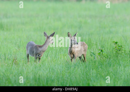 Deux chevreuils (Capreolus capreolus) debout dans un champ, Duvenstedter Brook, Hambourg, Hambourg, Allemagne Banque D'Images