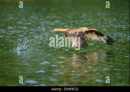 Le Milan royal (Milvus milvus) a attrapé un poisson, en vol, Feldberg Lake District, 102 Banque D'Images