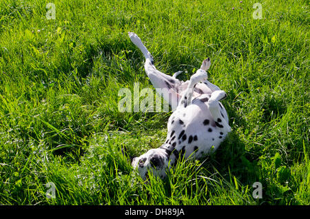 Chien dalmatien, roulant dans l'herbe, se sentir confortablement Banque D'Images