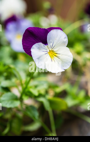 Viola cultivar. Seule fleur avec pétales pourpres et blanc couvert de petits insectes. Banque D'Images