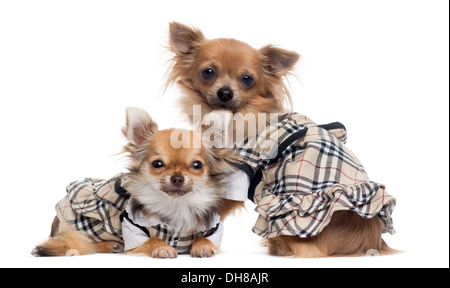 Deux Chihuahuas habillé à côté de l'autre contre fond blanc Banque D'Images