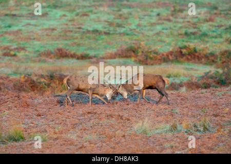Red Deer stags fighting Banque D'Images