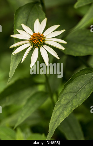 L'échinacée, Echinacea purpurea 'White Swan'. Seule fleur avec pétales crème autour de vert brun centre. Banque D'Images