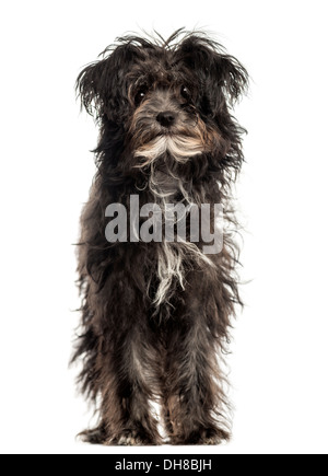 Face Bolonka, standing against white background Banque D'Images