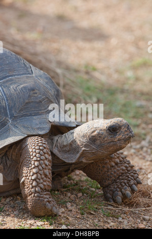 Galapagos Tortue (Chelonoides porteri nigra becki x). Quatre ans animal. Peut prendre quarante ans pour arriver à la taille en nature. Banque D'Images